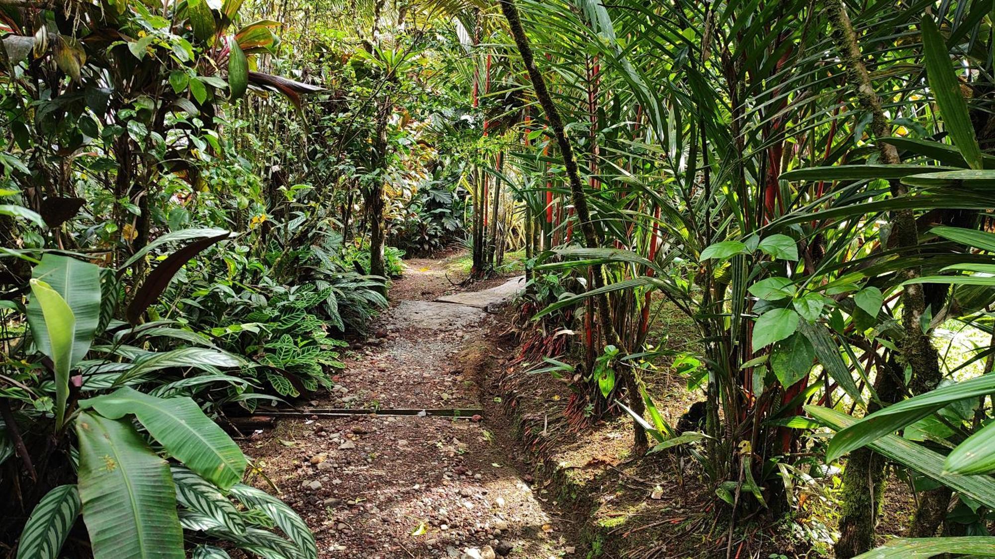 Rio Celeste Nature View Upala Phòng bức ảnh